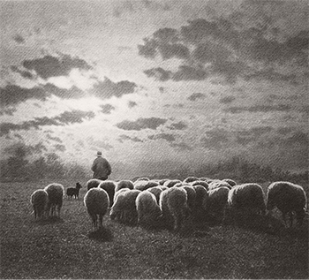 lamb